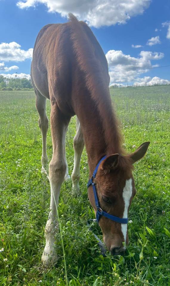 Olympe Half Paint horse 2024