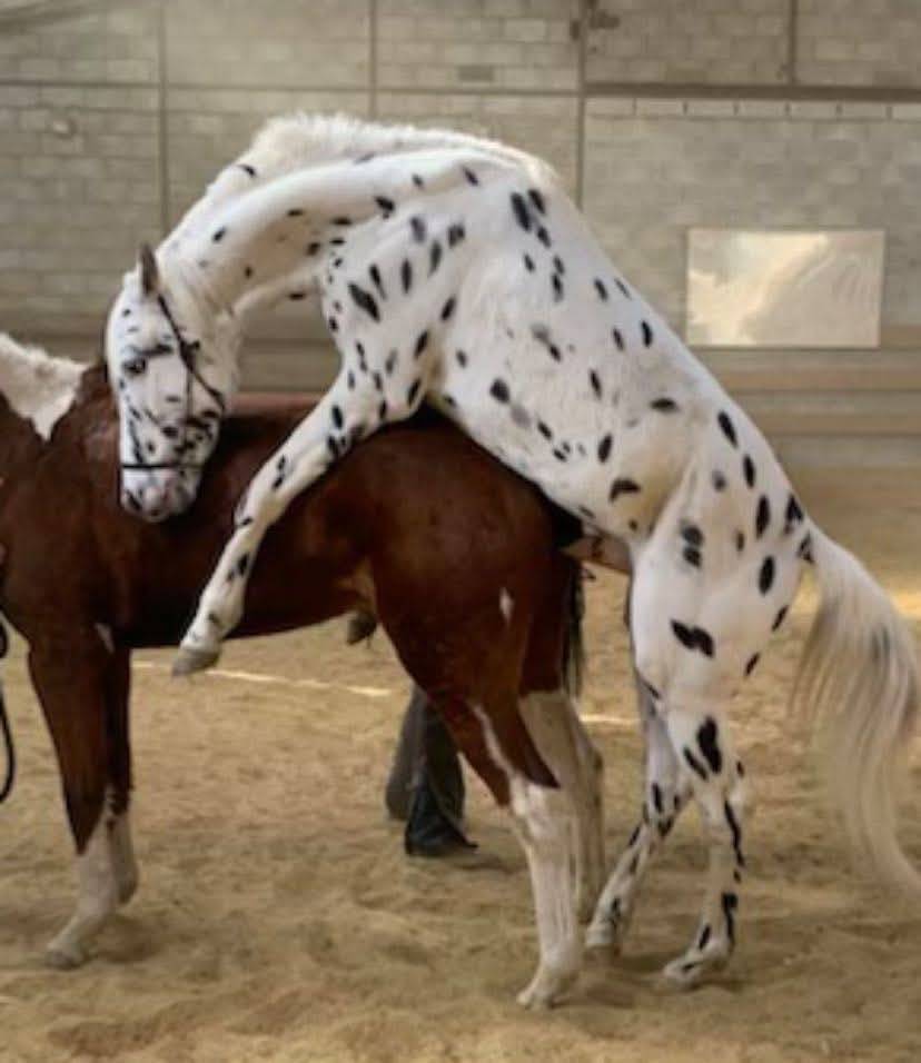 Olympe Half Paint horse 2024