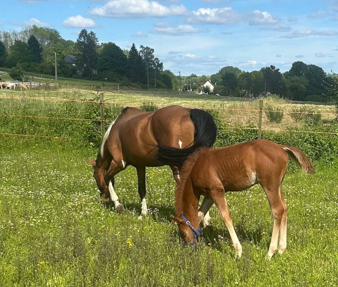 Olympe Half Paint horse 2024