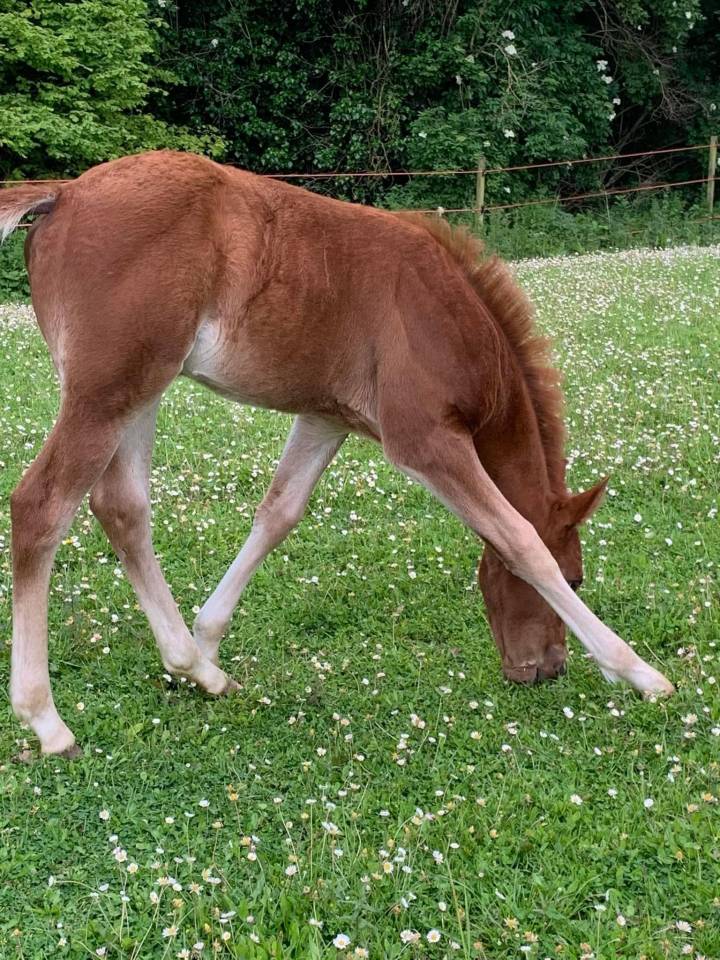 Olympe Half Paint horse 2024