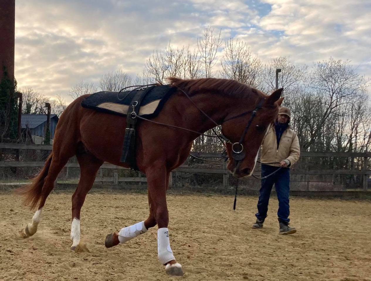 Paint horse solid PP Twister bandit dun it, étalon 