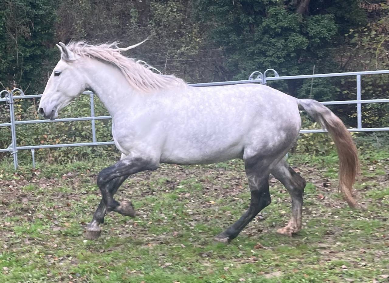 Cheval Pure Race Espagnole (PRE) – 4 ans, entier