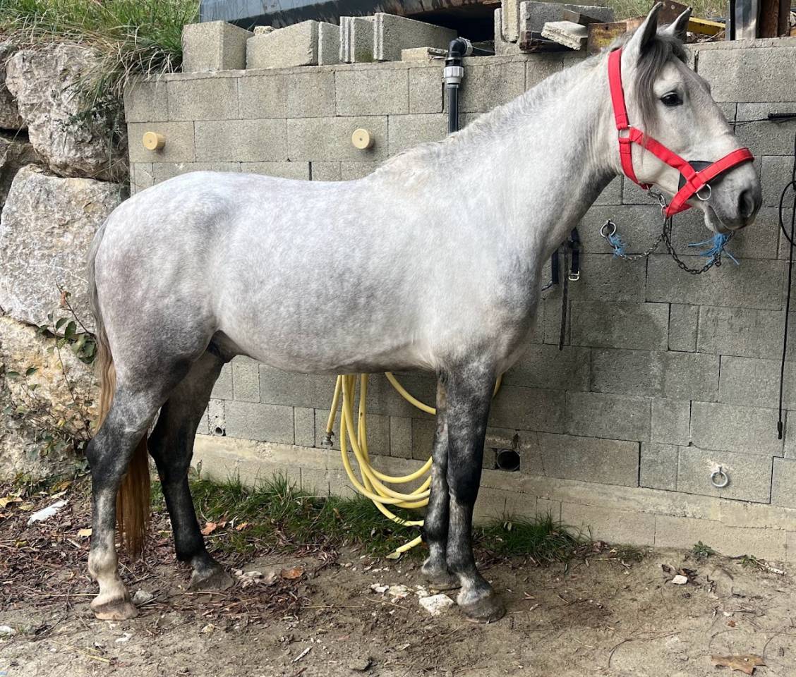 Cheval Pure Race Espagnole (PRE) – 4 ans, entier