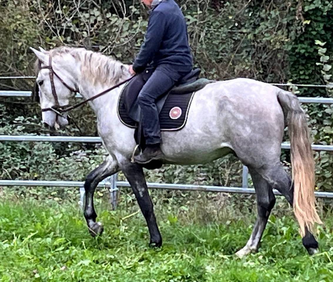 Cheval Pure Race Espagnole (PRE) – 4 ans, entier