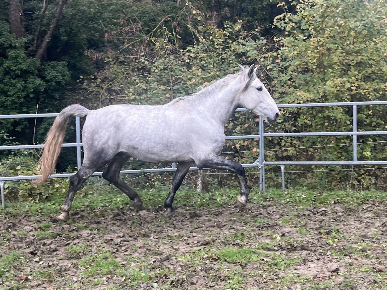 Cheval Pure Race Espagnole (PRE) – 4 ans, entier