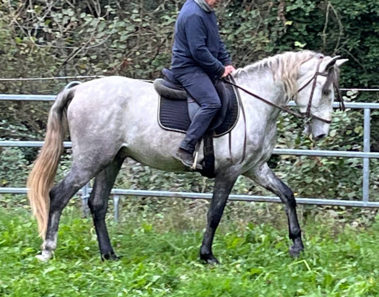 Cheval Pure Race Espagnole (PRE) – 4 ans, entier