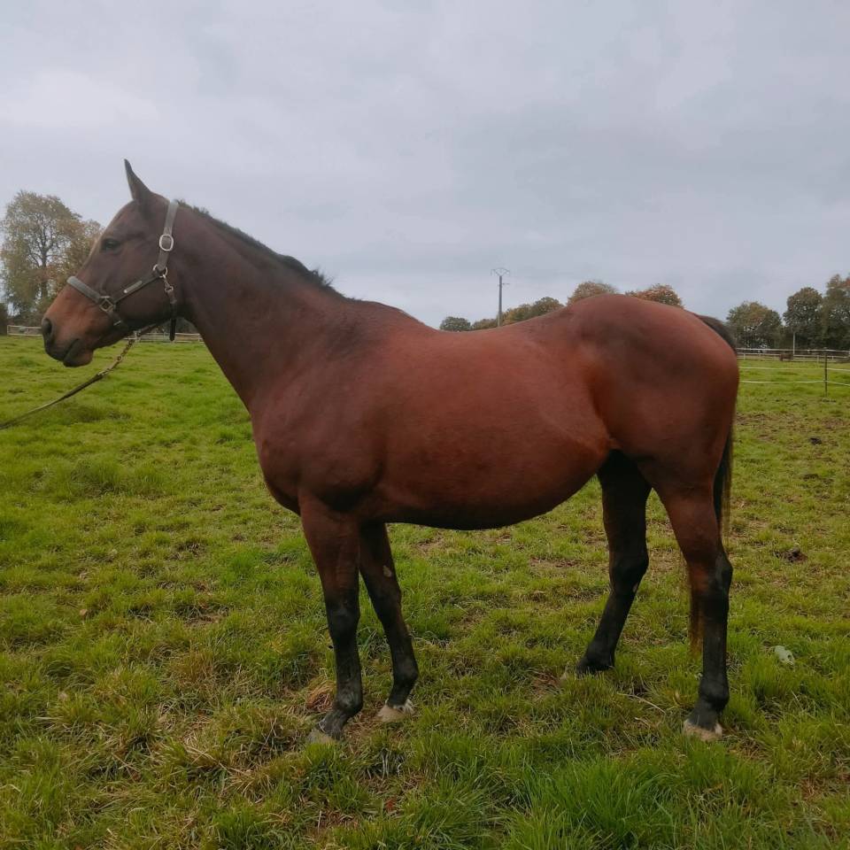 Poulinière pur sang 