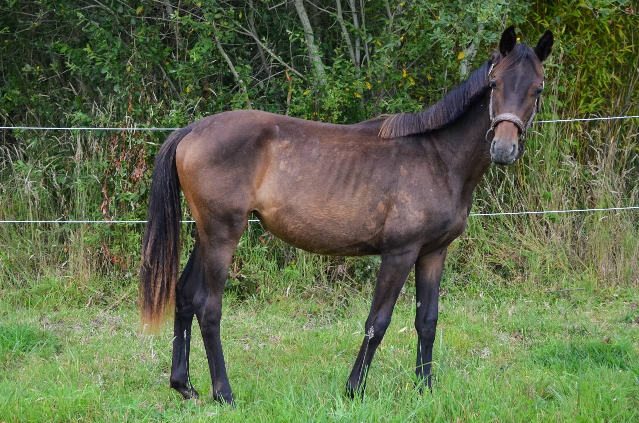 Pouliche Hanovrienne 