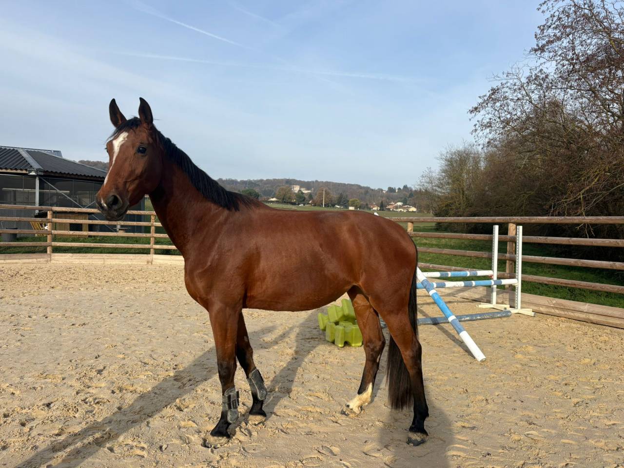 Jument par Cooper Vd Heffinck