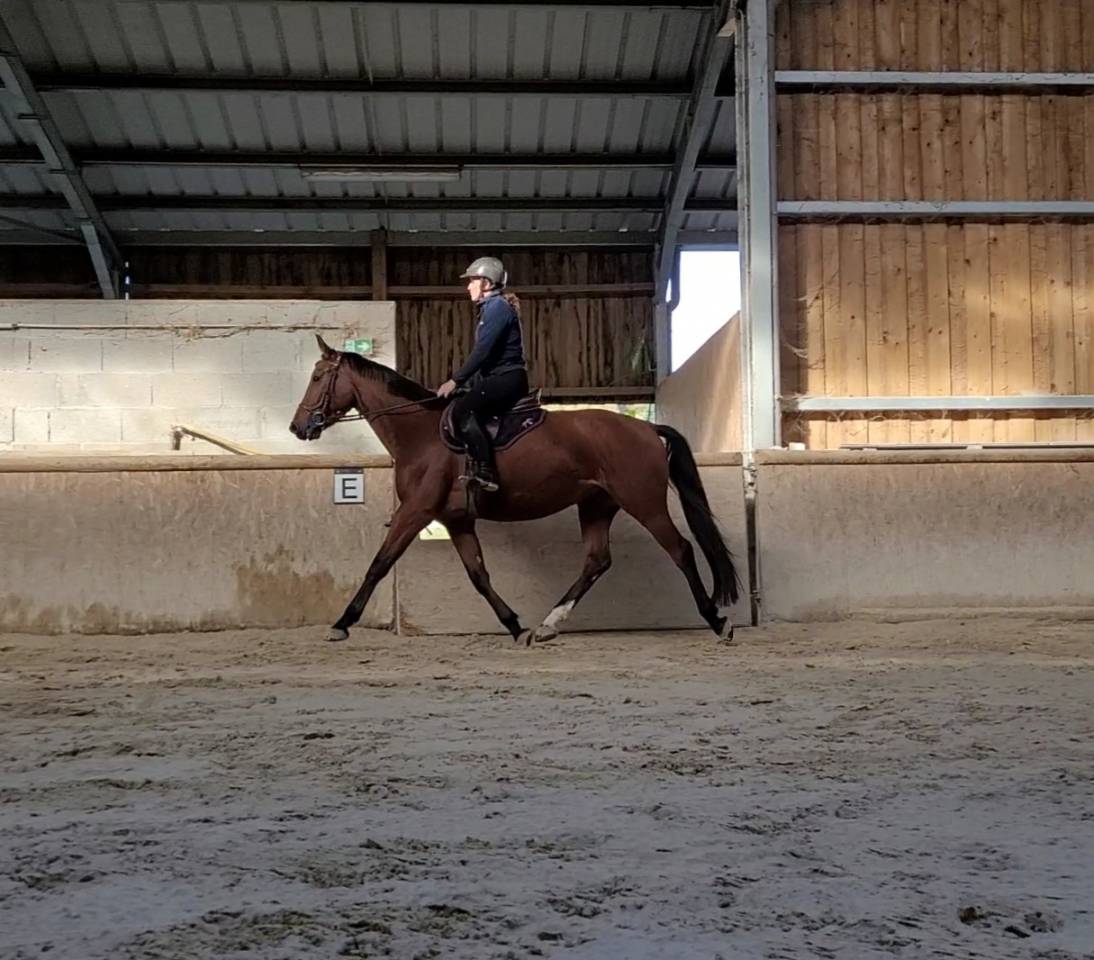 Jument par Cooper Vd Heffinck