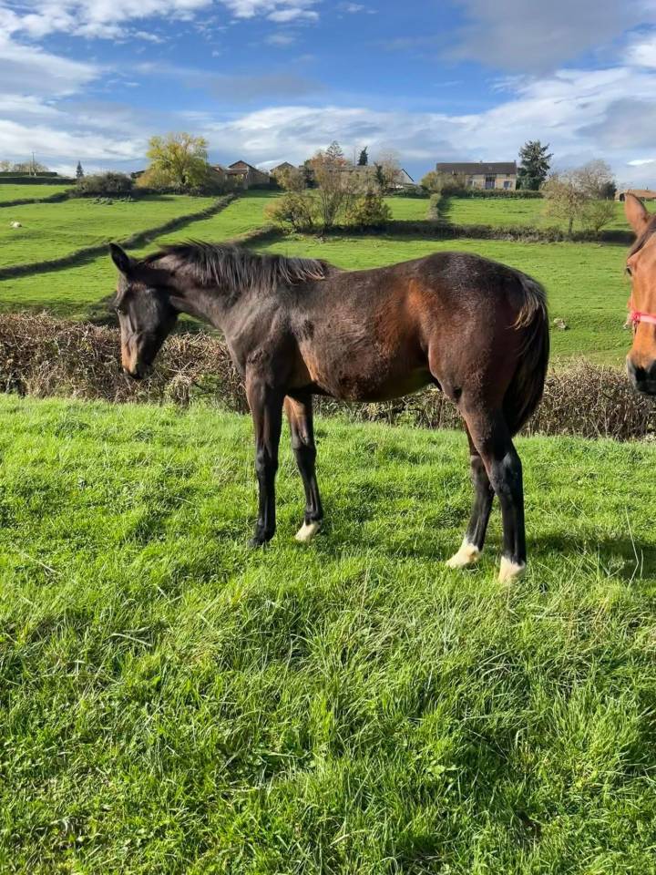 Superbe foal sf par Diarado 