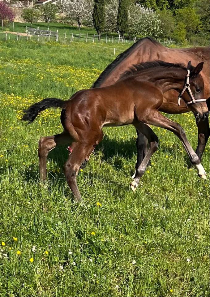 Superbe foal sf par Diarado 