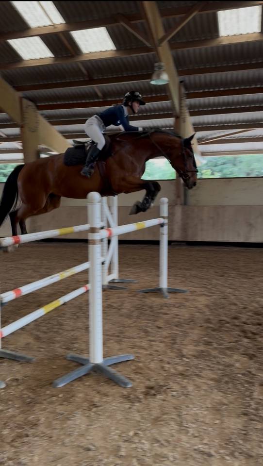 top jument CSO Zangersheide  Amateur Elite et CSI *