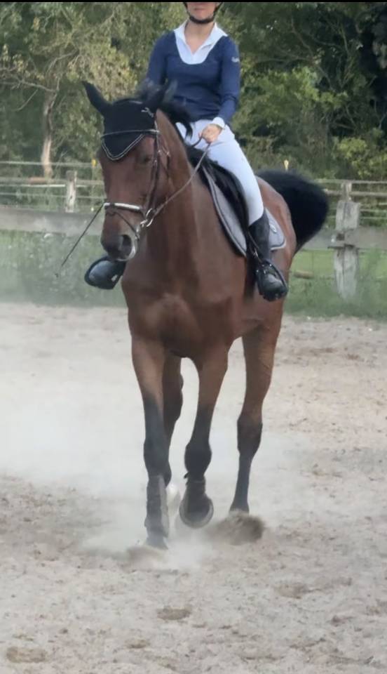 top jument CSO Zangersheide  Amateur Elite et CSI *