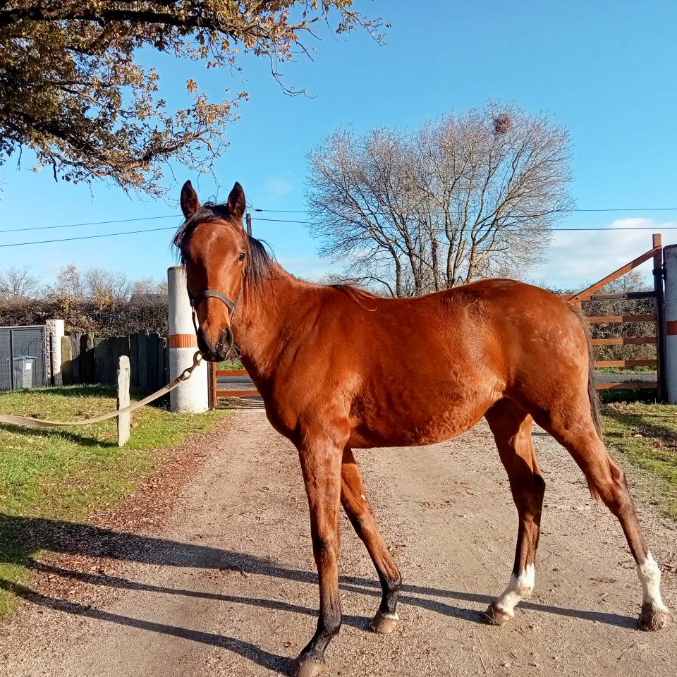 Yearling par Hunter's Light 