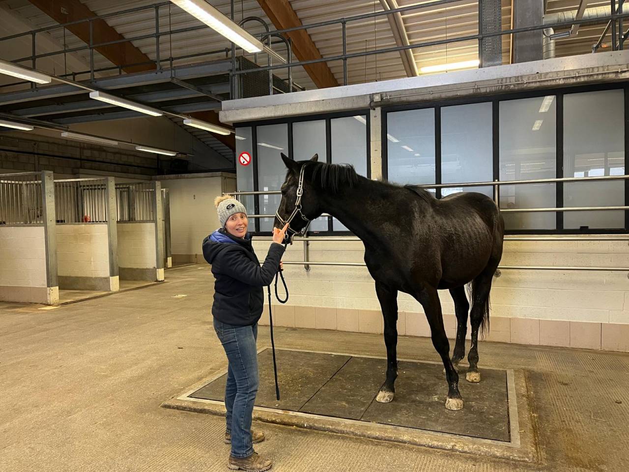 Hongre 3ans par Couleur Latour 