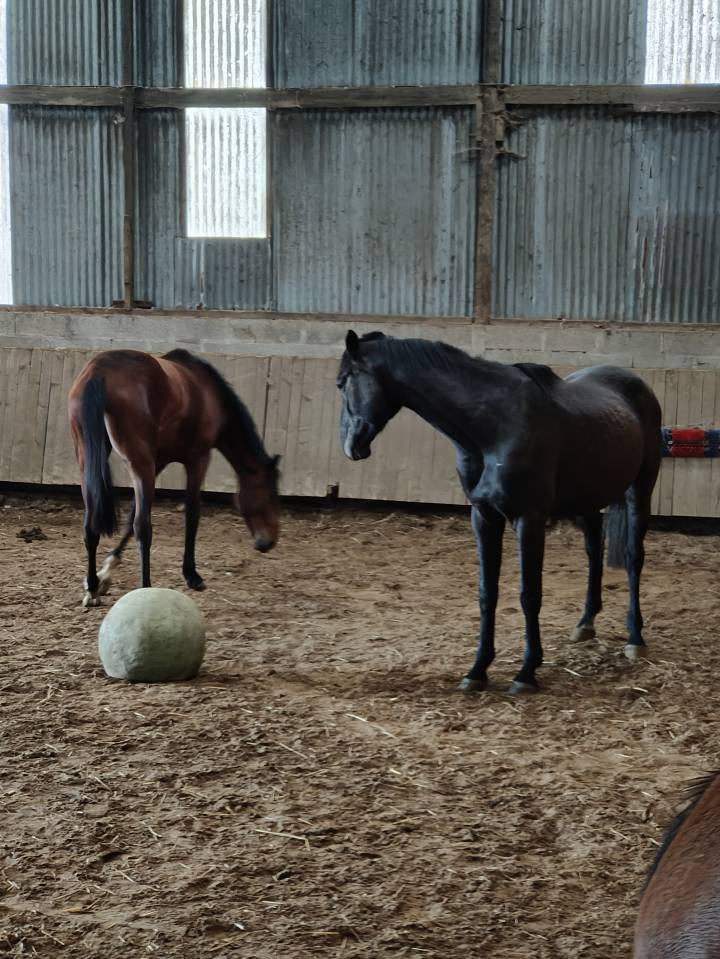 Hongre 3ans par Couleur Latour 