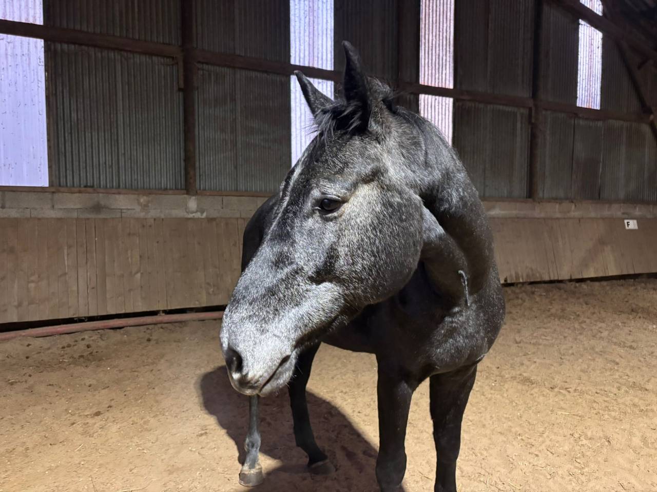 Hongre 4 ans par Couleur Latour 