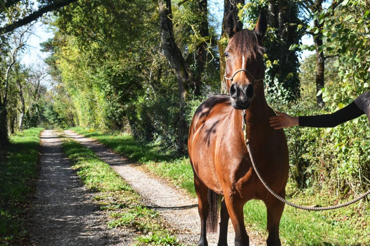 Poney D - Fugue du Bruyeras - 10 ans