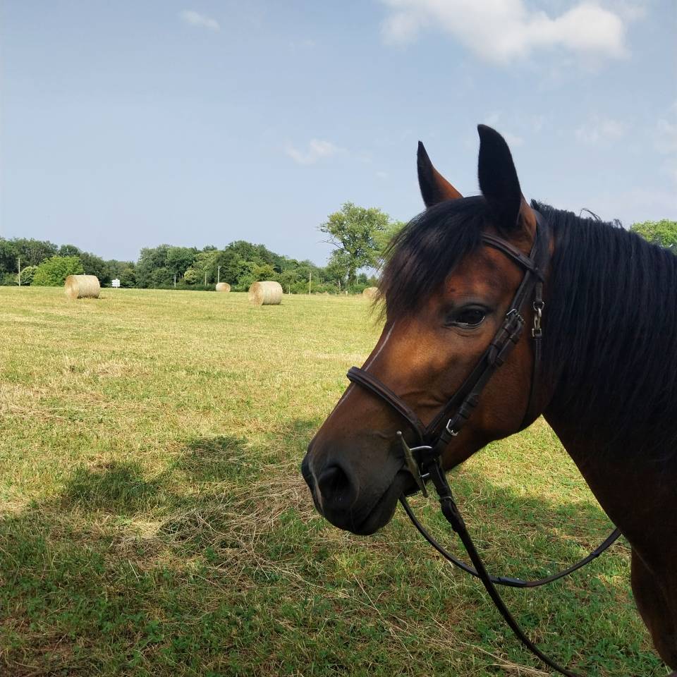 Poney D - Fugue du Bruyeras - 10 ans