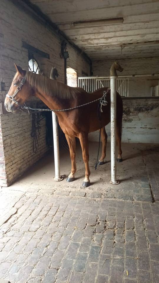 Jalko - Demi Pension 