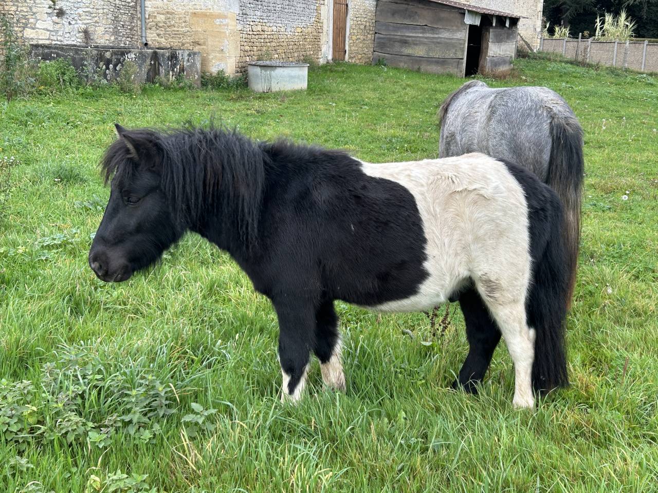 PONEY SHETLAND PP