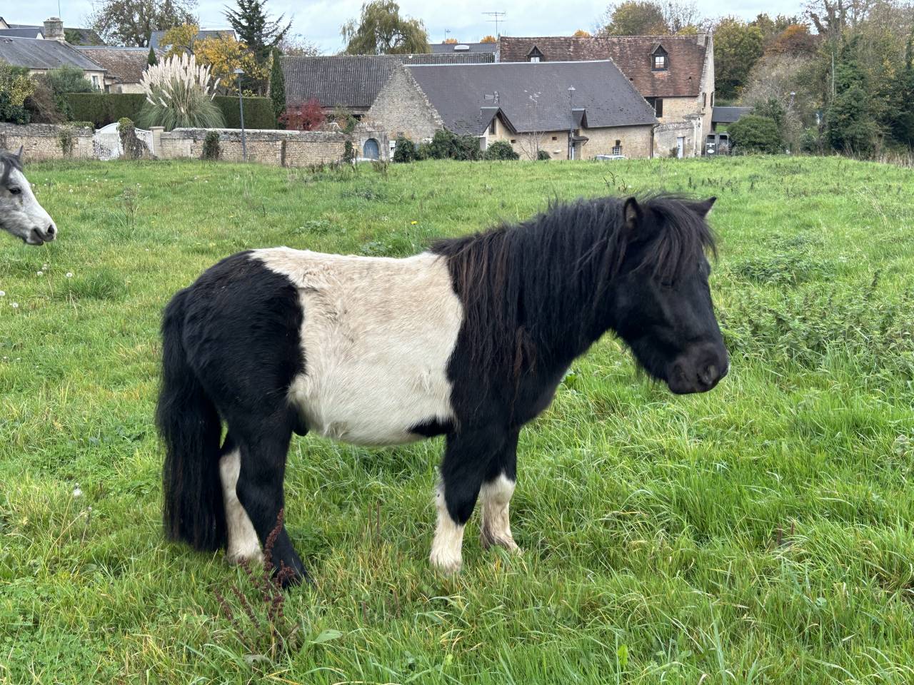 PONEY SHETLAND PP