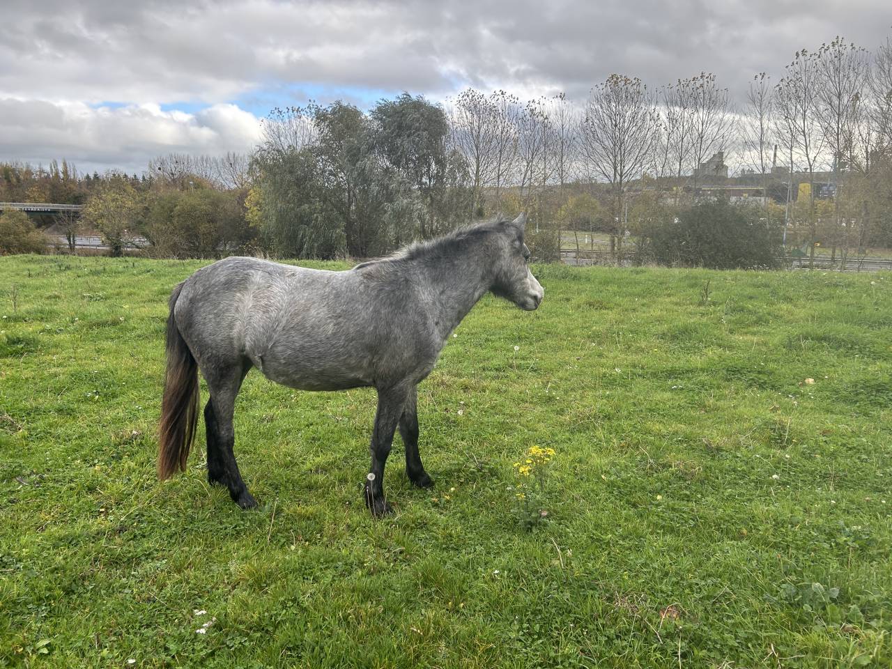 PONEY B FEMELLE 2 ANS