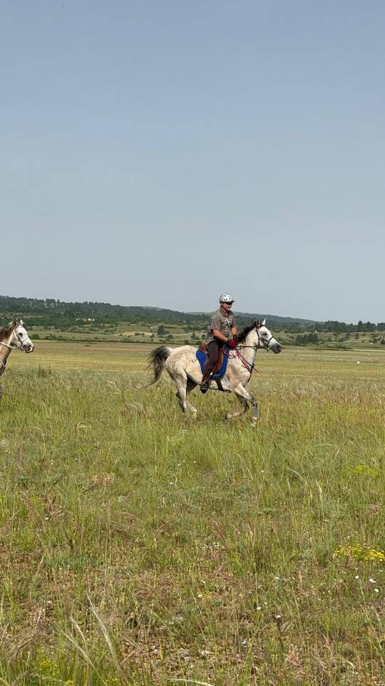Hongre Anglo Arabe 11 ans