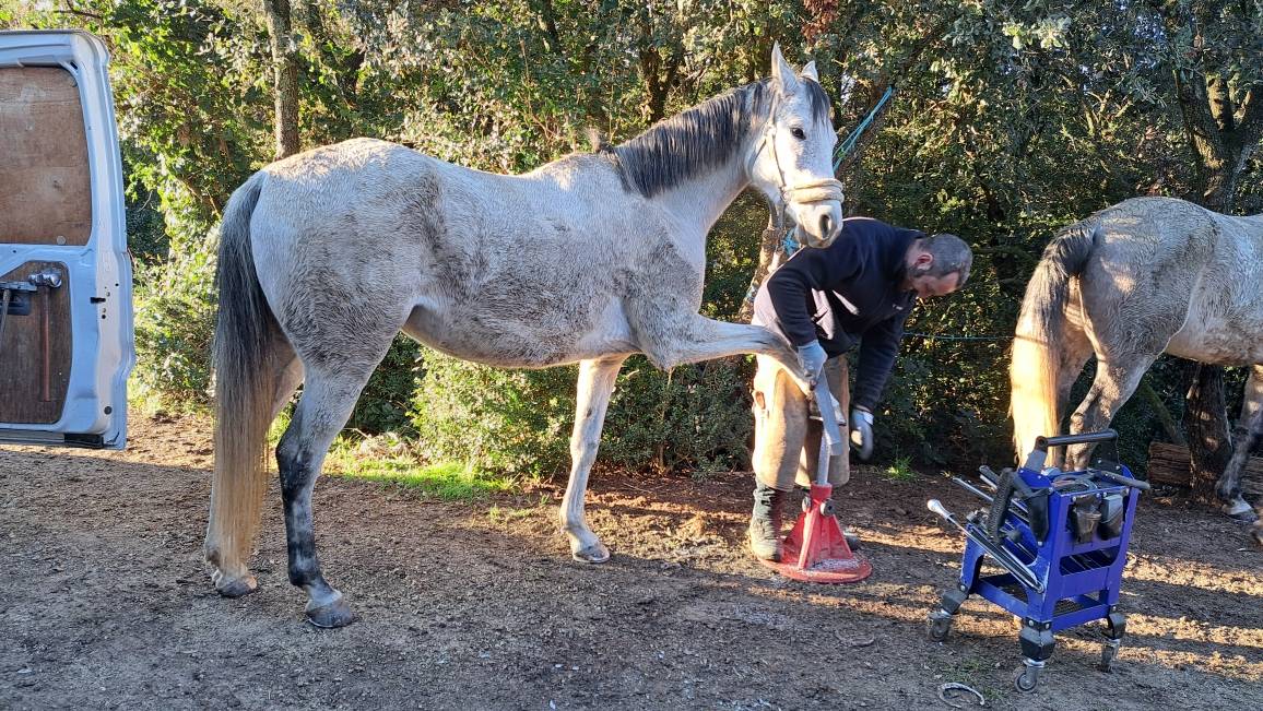 Hongre Anglo Arabe 11 ans