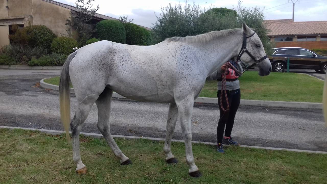 JUMENT  RANDO LOISIRS