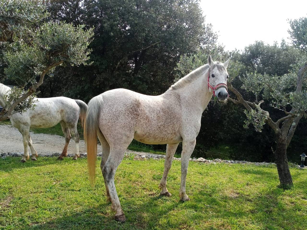 JUMENT  RANDO LOISIRS