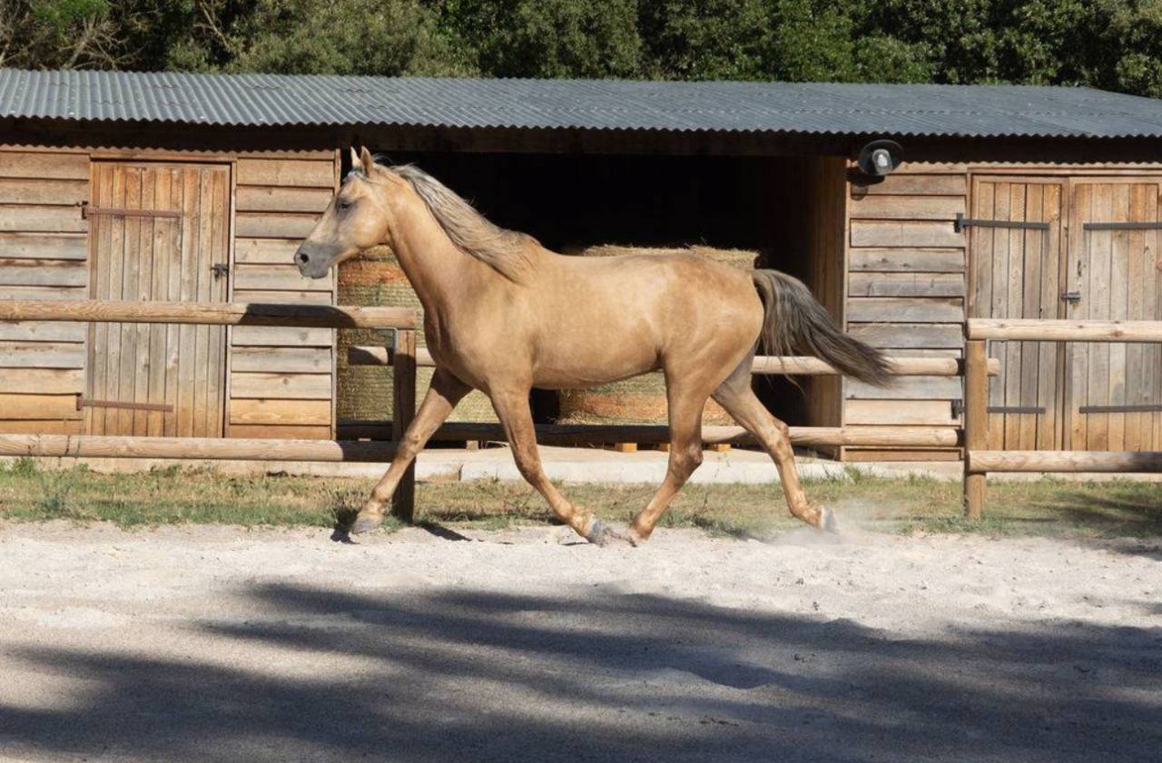 À vendre – Dune, magnifique hongre PRE PP Palomino 5ans