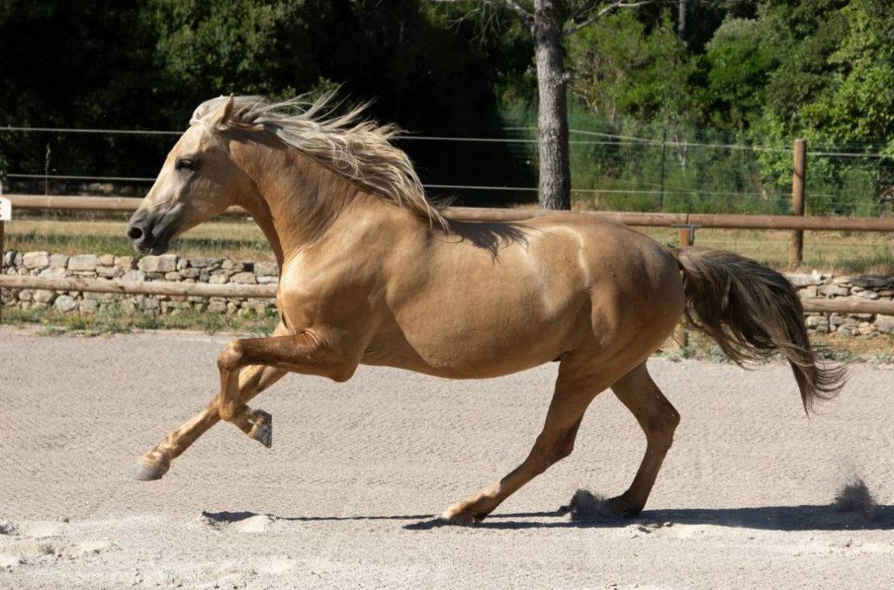 À vendre – Dune, magnifique hongre PRE PP Palomino 5ans