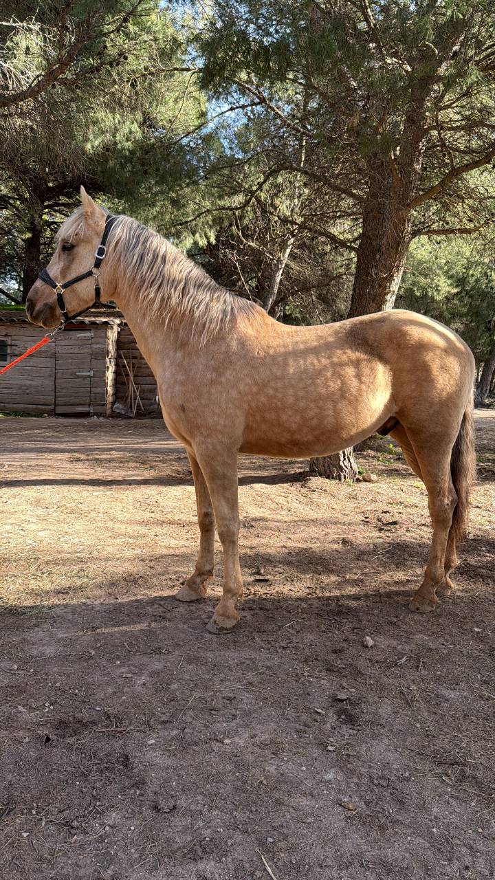 À vendre – Dune, magnifique hongre PRE PP Palomino 5ans