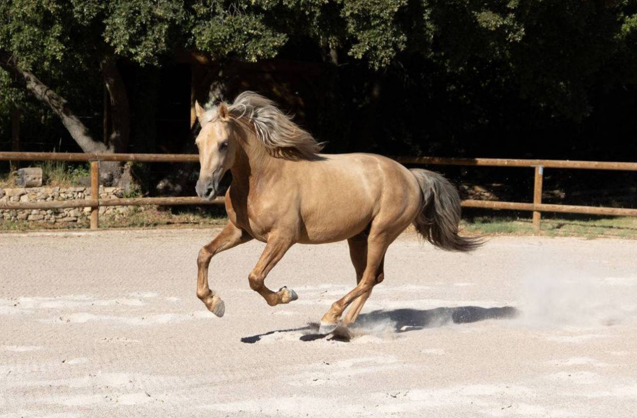 À vendre – Dune, magnifique hongre PRE PP Palomino 5ans