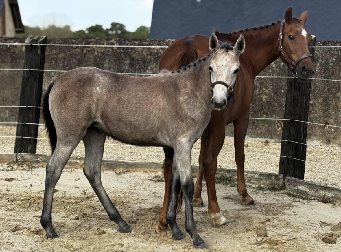 Pouliche PFS par Rexter d’or