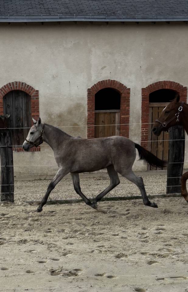 Pouliche PFS par Rexter d’or