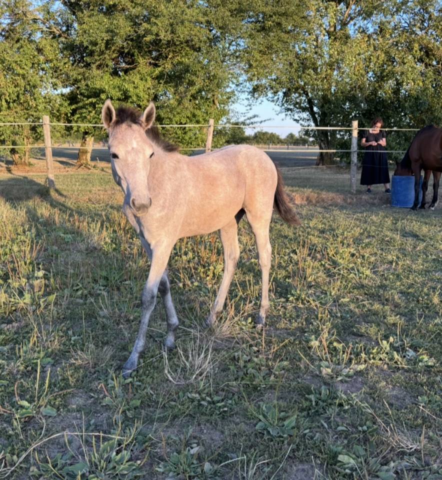 Pouliche PFS par Rexter d’or