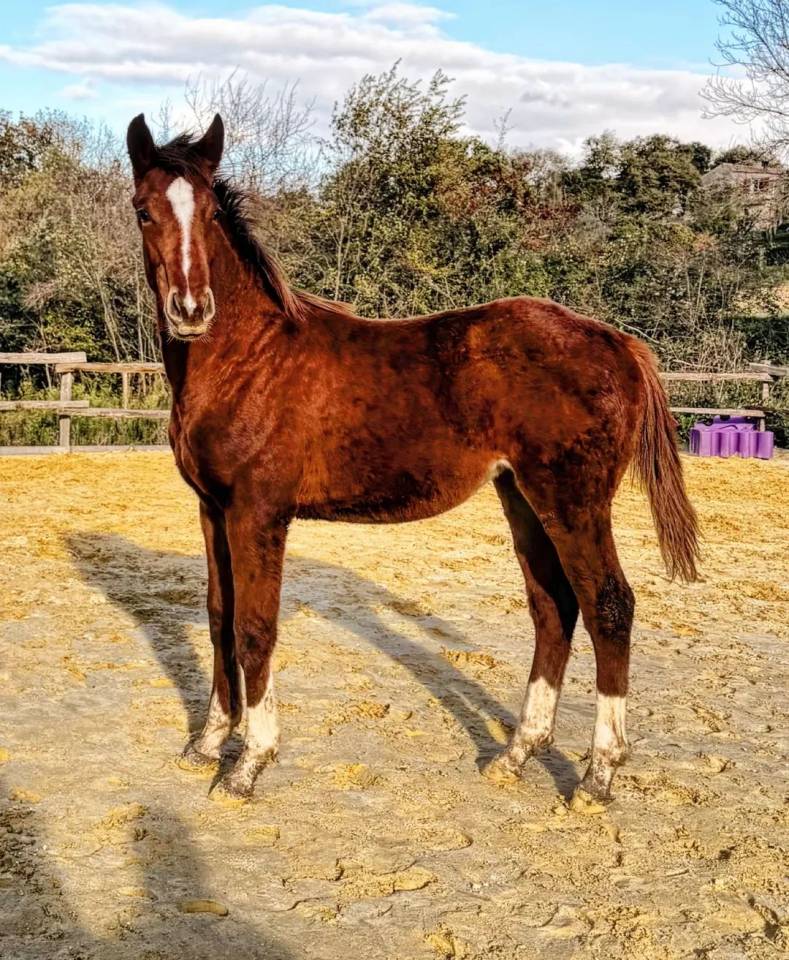 Pouliche Zangersheide 8 mois