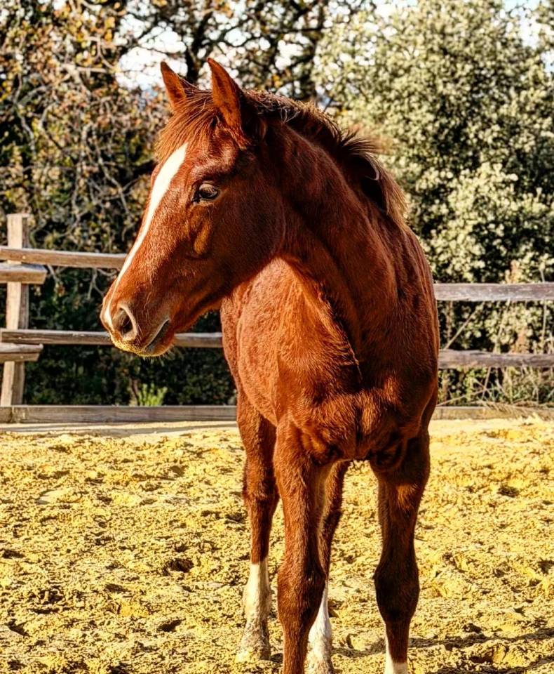 Pouliche Zangersheide 8 mois