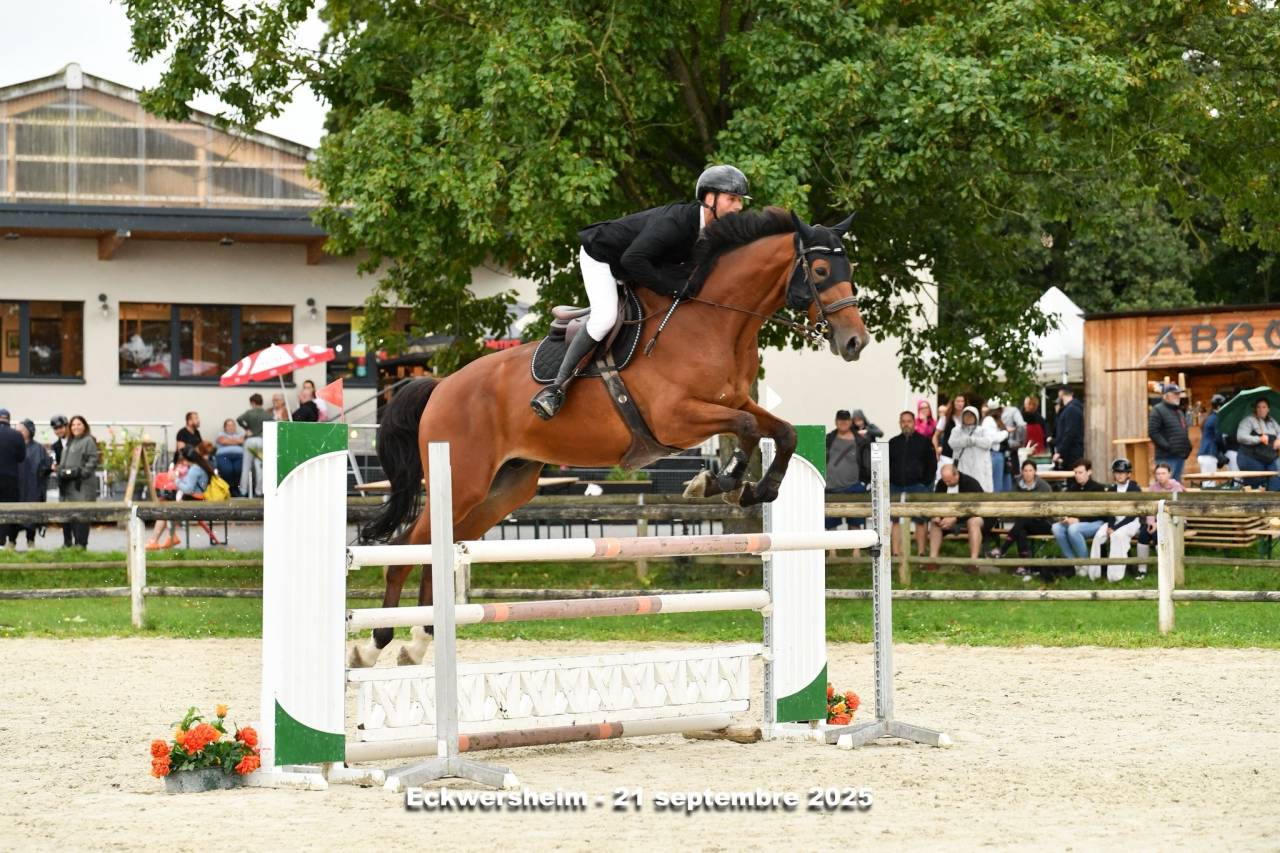 Cheval de sport ou de loisir