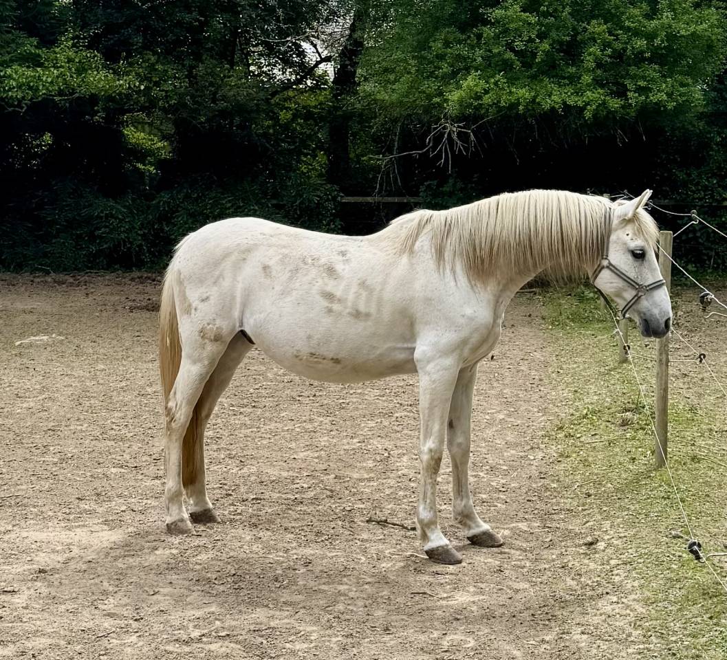 Cheval espagnol 
