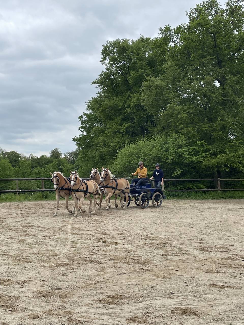 Vends poney HALFINGERS 9 ans