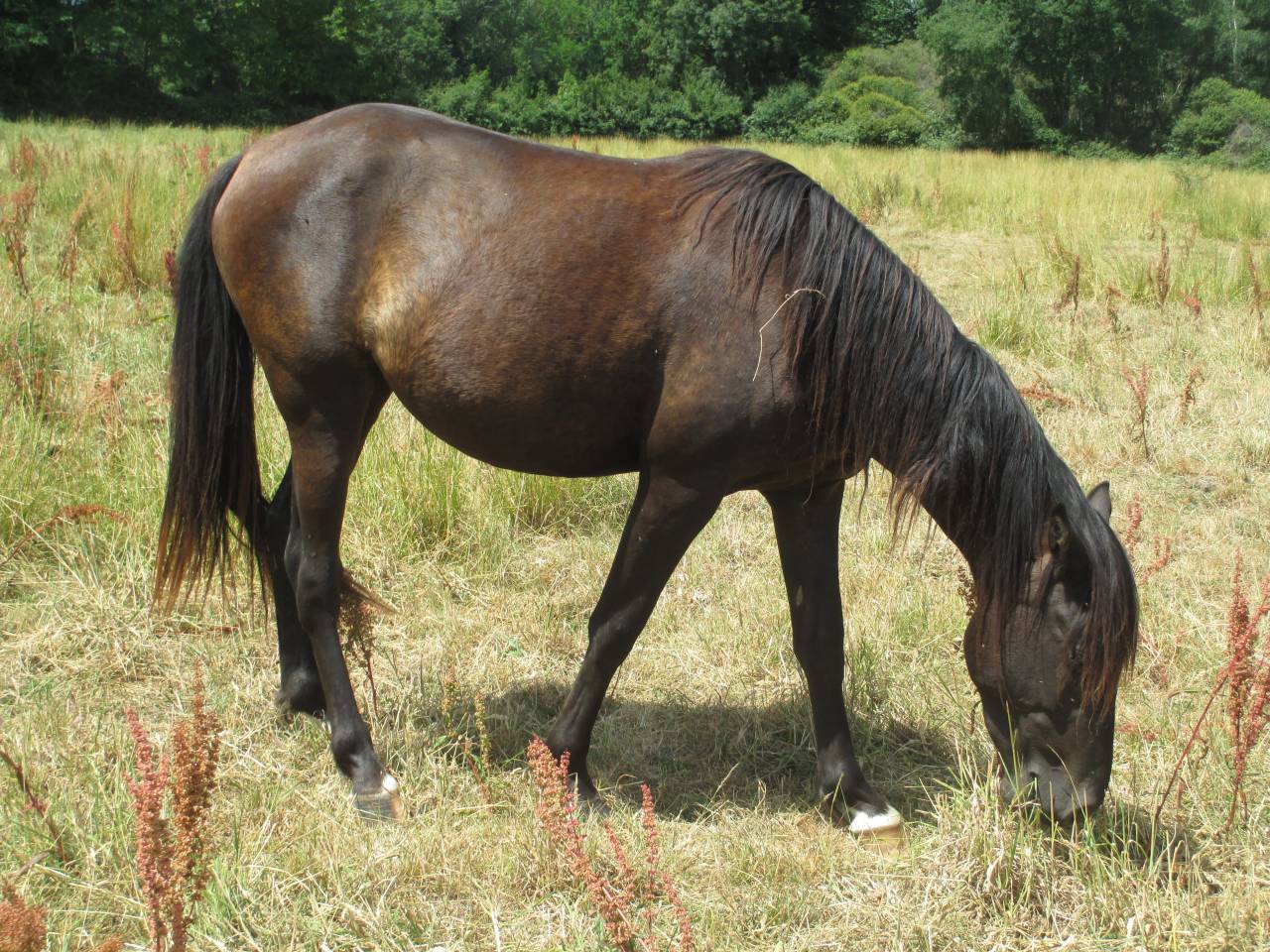 Pouliche Rocky Mountain Horse pleins papiers