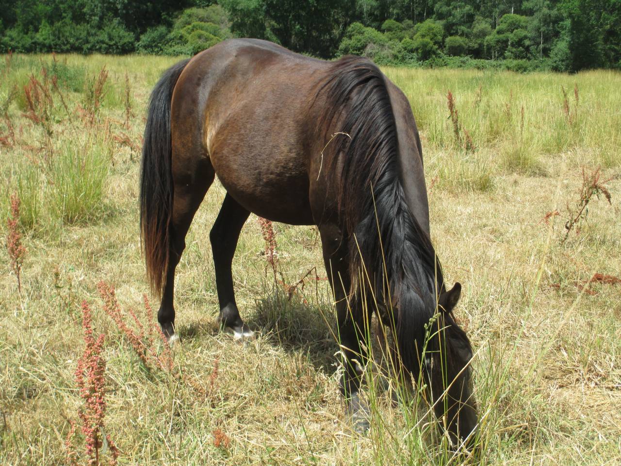 Pouliche Rocky Mountain Horse pleins papiers