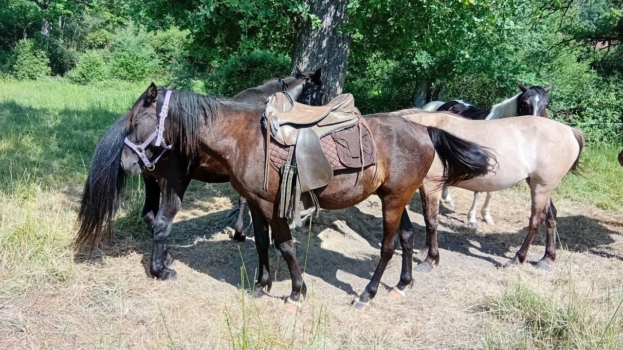 Pouliche Rocky Mountain Horse pleins papiers