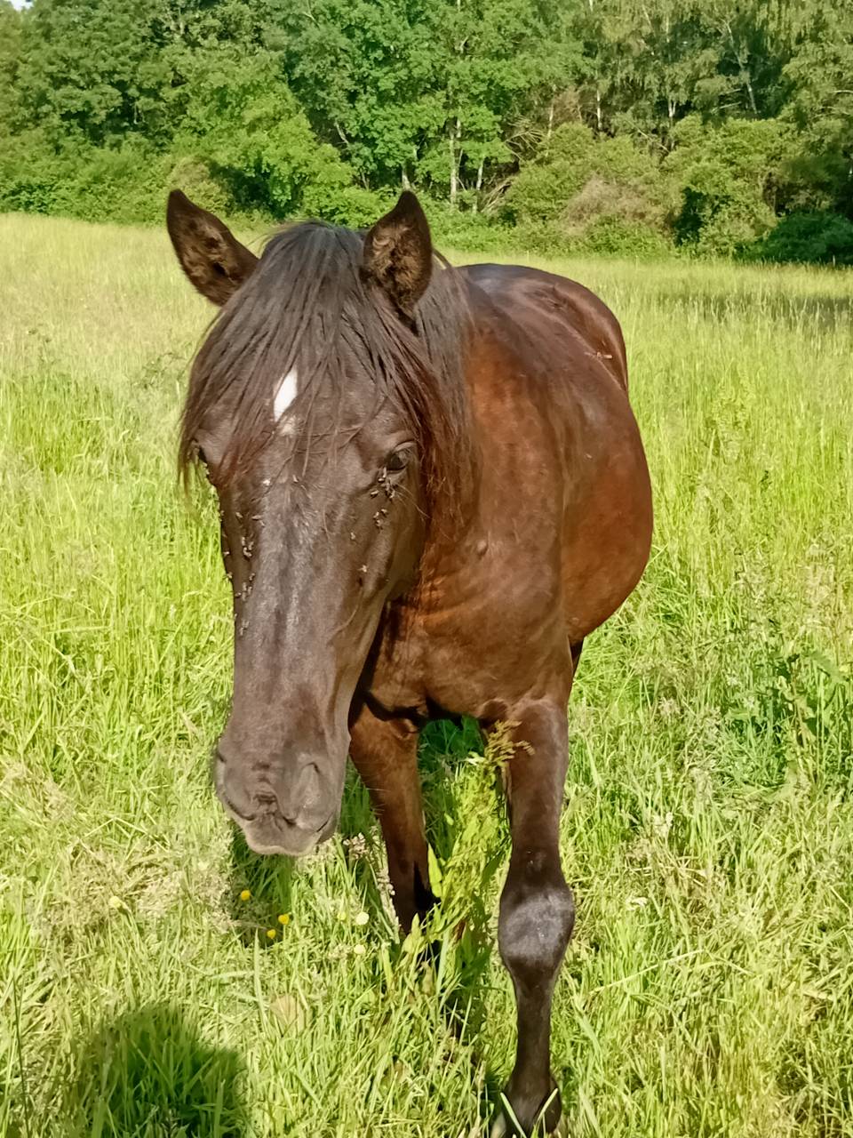 Pouliche Rocky Mountain Horse pleins papiers