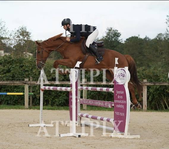 Hongre 5ans kannan x le tot de semilly
