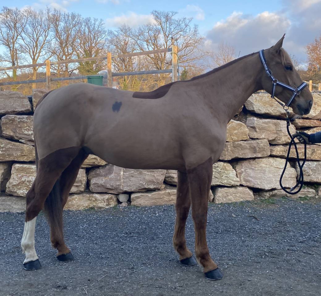 Hongre 6ans kannan x le tot de semilly